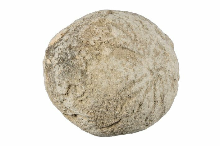 Silurain Fossil Sponge (Astraeospongia) - Tennessee #203720